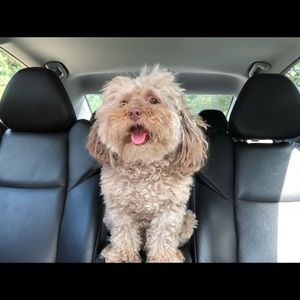 Meet your Posher, Lucas